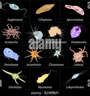 Unterschiedliche einzellige Eukaryonten Protozoas, Vector Illustration Stock Vektor