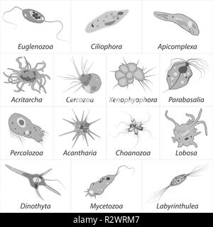 Unterschiedliche einzellige Eukaryonten Protozoas, schwarze und weiße Vector Illustration Stock Vektor