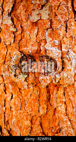 Nahaufnahme von einem Baum im Wald. Stockfoto