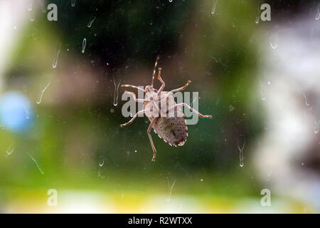 Nahaufnahme von einem braunen Schild Bug auf das Fenster. Stockfoto