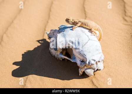 Beschmutzte Kröte - vorangegangen Agama auf's Schaf Schädel sitzt Stockfoto