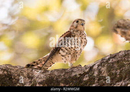 Mauritius turmfalke Falco punctatus thront auf Niederlassung des Baums, Mauritius Stockfoto