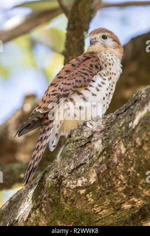 Mauritius turmfalke Falco punctatus thront auf Niederlassung des Baums, Mauritius Stockfoto