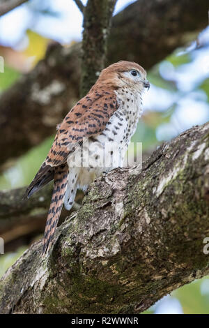 Mauritius turmfalke Falco punctatus thront auf Niederlassung des Baums, Mauritius Stockfoto