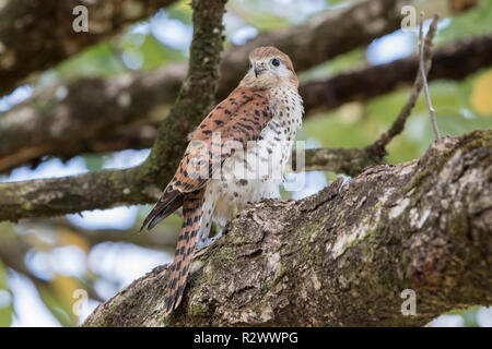 Mauritius turmfalke Falco punctatus thront auf Niederlassung des Baums, Mauritius Stockfoto