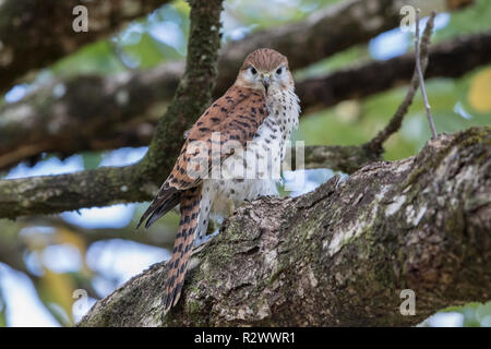 Mauritius turmfalke Falco punctatus thront auf Niederlassung des Baums, Mauritius Stockfoto