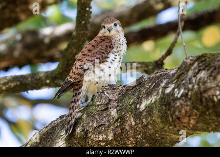 Mauritius turmfalke Falco punctatus thront auf Niederlassung des Baums, Mauritius Stockfoto