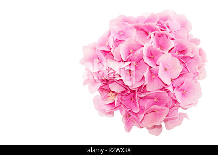 Draufsicht auf frische Hortensienblüte isoliert auf weißem Grund Stockfoto