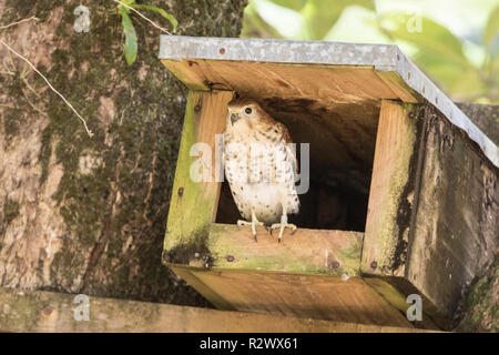 Mauritius turmfalke Falco punctatus erwachsenen weiblichen thront am Eingang der künstlichen Nest, Mauritius Stockfoto