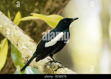 Seychellen magpie Robin Copsychus sechellarum nach thront auf Niederlassung im Wald auf Cousine Island, Seychellen Stockfoto