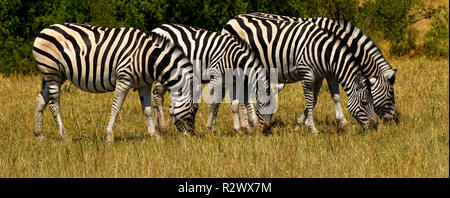 Schöne gestreifte Burchell's Zebra auf der afrikanischen Steppe Stockfoto