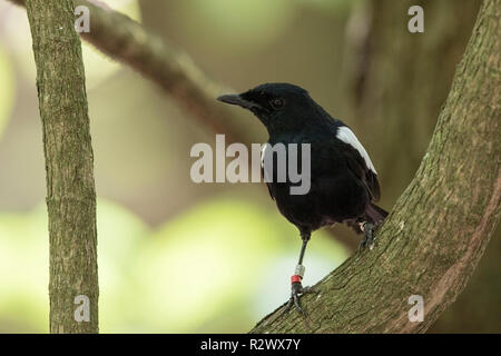 Seychellen magpie Robin Copsychus sechellarum nach thront auf Niederlassung im Wald auf Cousine Island, Seychellen Stockfoto