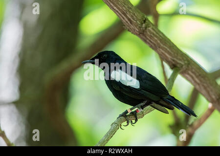 Seychellen magpie Robin Copsychus sechellarum nach thront auf Niederlassung im Wald auf Cousine Island, Seychellen Stockfoto