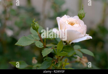 Sanftes Licht rosa Rose close-up in zarten unscharfen konzentrieren. Romantik Hintergrund, Pastell und weiche Blume Karte. Stockfoto