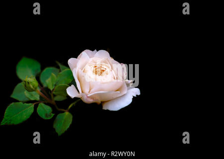 Sanftes Licht rosa Rose close-up auf schwarzem Hintergrund. Dramatisch Aussehen von Blassrosa für einen schönen Hintergrund. Pale Pink rose in der Dunkelheit. Stockfoto