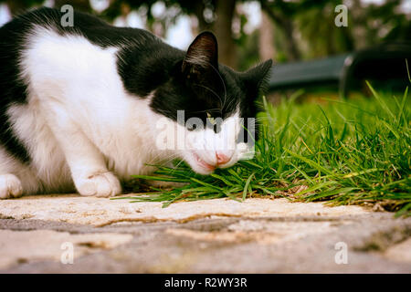 Schwarze und weiße Katze essen Gras im Freien. Close-up. Stockfoto