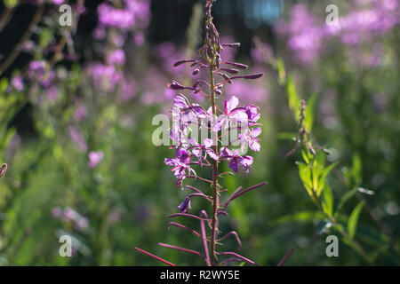 Auch die Nahaufnahme des Chamaenerion angustifolium, Weidenröschen, tolle Weidenröschen und rosebay Weidenröschen bekannt. Blütenstände von violett bis rosa Blüten von FIREWEED Stockfoto