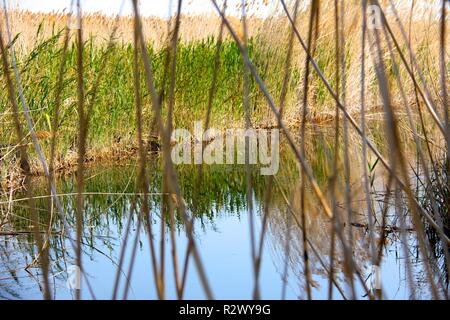 Ruhigen Fluss im Herbst, im Feuchtgebiet Marjal Pego-Oliva Naturpark Stockfoto