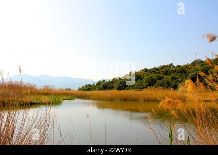 Ruhigen Fluss im Herbst, im Feuchtgebiet Marjal Pego-Oliva Naturpark Stockfoto