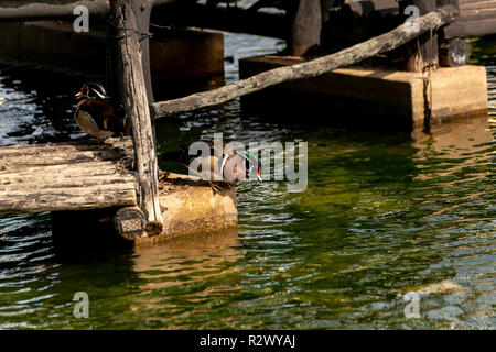 Carolina Duck, Dundee, Eastern Cape, Südafrika Stockfoto