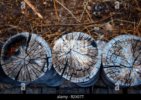 Drei Holz- Trunks, trockenes Gras Hintergrund, Nahaufnahme Stockfoto