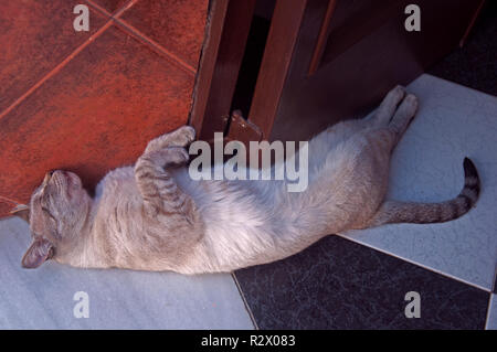 Braune Katze schlafend auf dem Boden in der Nähe der Tür Stockfoto
