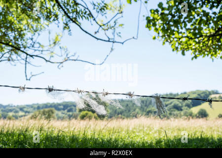 Schafwolle. Wolle vom Schaf gefangen ein Stacheldrahtzaun, Derbyshire, England, Großbritannien Stockfoto