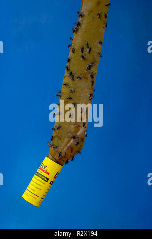 Haus Fliegt auf traditionellen sticky Fly Paper erfasst Stockfoto