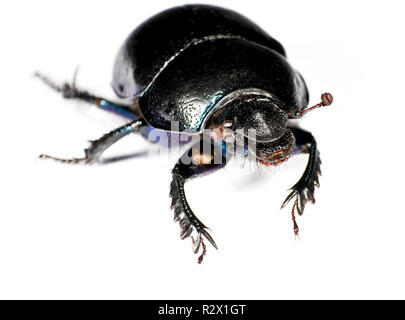 schwarzen Käfer in der oberen linken Ecke Stockfoto