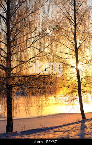 Frost bedeckt Birken (Betula pendula) im Winter Landschaft Hintergrundbeleuchtung durch die niedrigen Winkel Sonne. Stockfoto