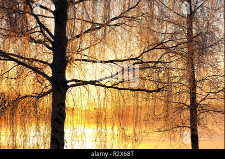 Frost bedeckt Birken (Betula pendula) im Winter Landschaft Hintergrundbeleuchtung durch die niedrigen Winkel Sonne. Stockfoto