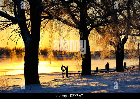 Frost bedeckt Weißen Weiden (Salix alba) im Winter Landschaft Hintergrundbeleuchtung von der untergehenden Sonne. Stockfoto