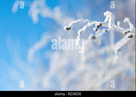 Frost bedeckt Erle Niederlassungen Stockfoto