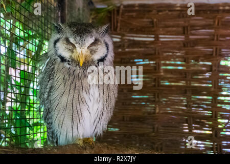 Nördlichen weißen konfrontiert Eule schlafen auf einem Zweig am Tag Zeit wildlife Tier portrait einer tropischen Vogel Haustier aus der afrikanischen Wüste Stockfoto