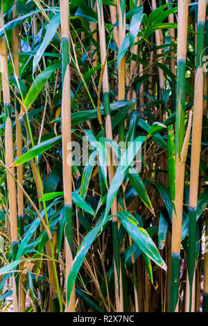 Bambussprossen japanischen Wald in Makro Nahaufnahme Natur Hintergrund Stockfoto