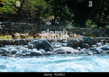 Eine Gruppe von Himalayan big-gehörnte Schafe Ziegen auf dem Seeufer des BEAS River. Ansicht der heimischen Herde von Tieren aus der Landwirtschaft Bauernhof in einem kleinen Dorf Stockfoto