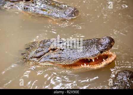 Nahaufnahme eines amerikanischen Alligator lateinischer Name Alligator mississippiensis mit Mund offen Stockfoto