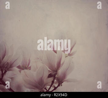 Schöne Magnolia Blumen mit künstlerischen Ölfarbe Leinwand Textur Overlay. Wall Art Hintergrund. Stockfoto