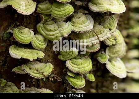 Türkei schwanz Pilze (Trametes versicolor) wachsen auf nadelbaumbaum. Tipperary, Irland Stockfoto