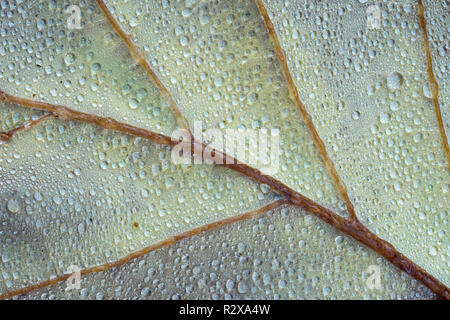 Die Unterseite der Eiche Blatt mit Wassertropfen. Tipperary, Irland Stockfoto