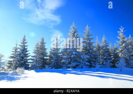 Winterlandschaft, Fichtenwald bedeckt mit Schnee Stockfoto