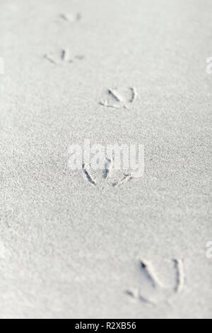 In der Nähe von fünf Vogel Fußspuren im weißen Sand, North Uist, Äußere Hebriden, Schottland, Großbritannien, Europa Stockfoto