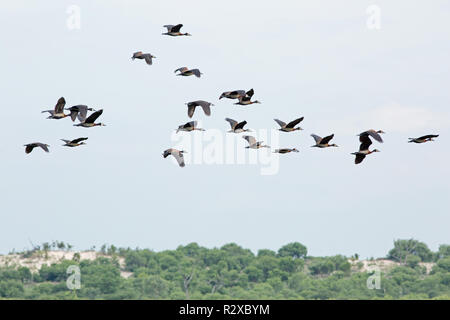 ​​White-faced Whistling Ducks (Dendrocygna viduata). Fliegen. Arten, tropisches Südamerika, viel von Afrika südlich der Sahara, einschließlich Madagaskar. Stockfoto