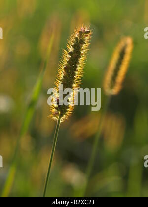 Gräser im Abendlicht Stockfoto