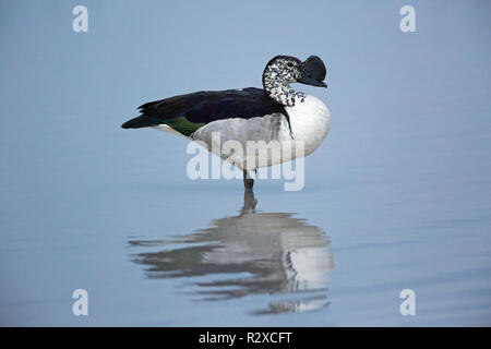 Kamm Ente oder Knopf-Rechnung (Sarkidiornis m. melanotas). Drake oder männlich. Profil. Von der Seite. Grau Flanke erkennt dies der Sub-Arten. Stehend im flachen Wasser. ​ Stockfoto