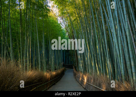 Arashiyama Bambus Nut in Kyoto, Japan Stockfoto