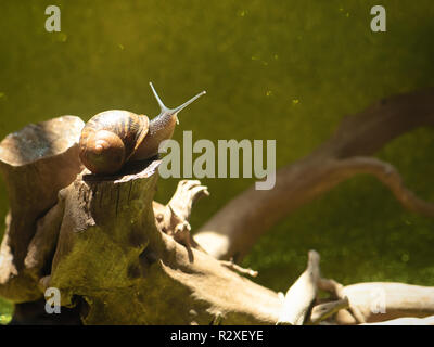 Schnecke kriecht auf einer hölzernen Poker, schönes Licht. Stockfoto