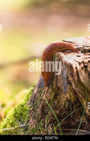 Slug kriecht über einen Baumstamm Stockfoto