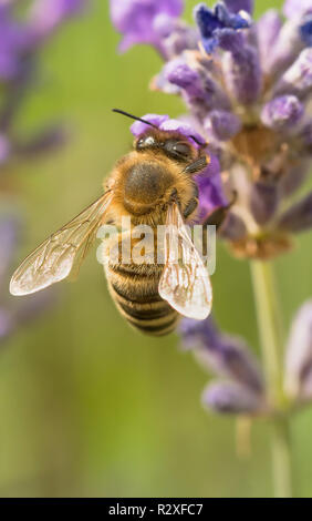 Nahaufnahme einer Biene sitzt auf einem Lavendel Blume Stockfoto