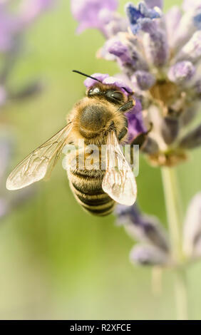 Nahaufnahme einer Biene sitzt auf einem Lavendel Blume Stockfoto